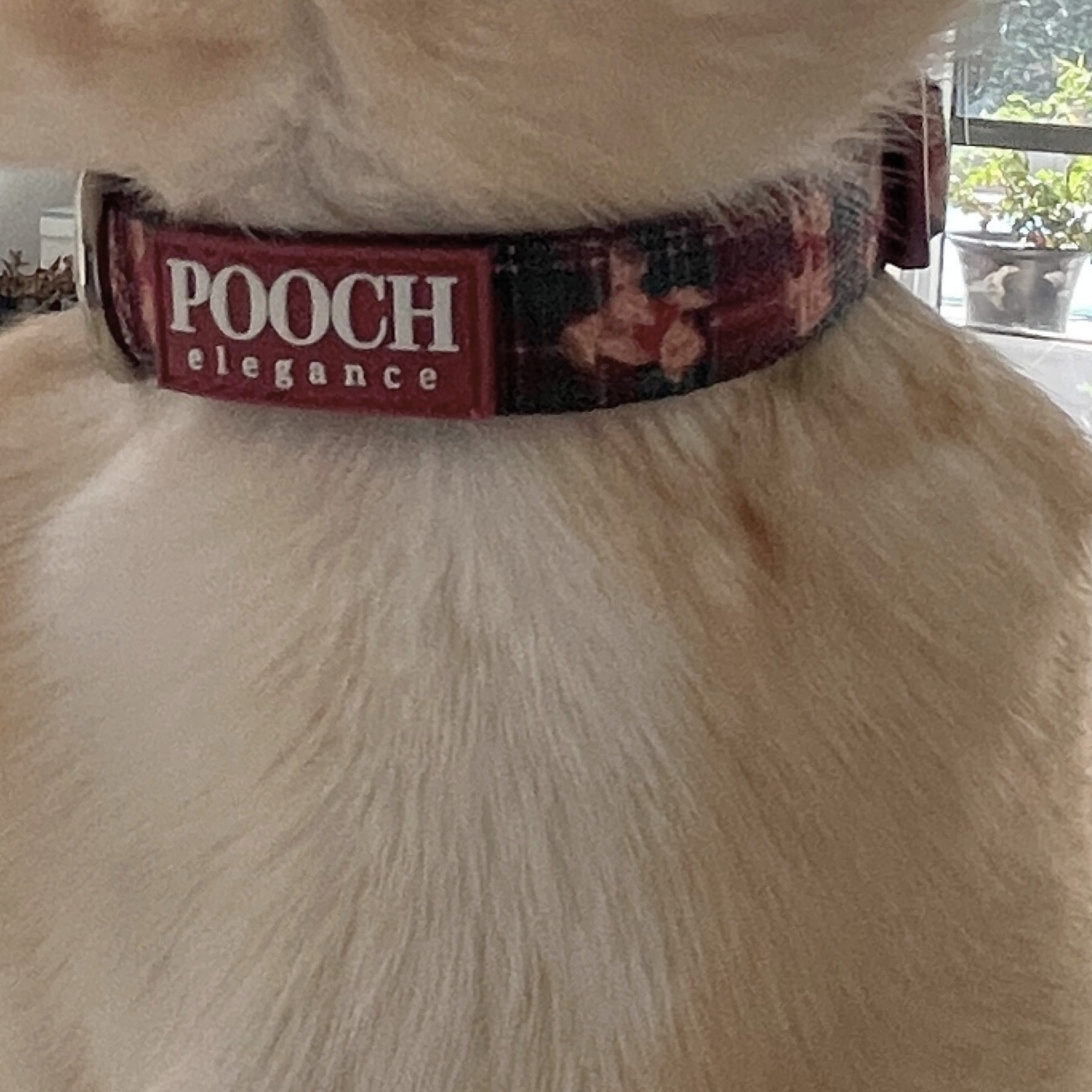 Highland Bear Dog Collar