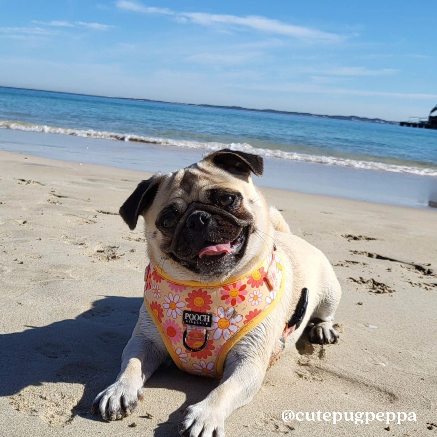 Little Bright Daisies Adjustable Dog Harness