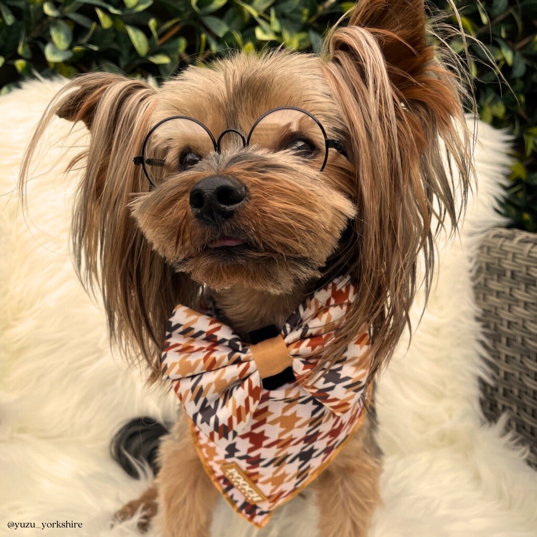 Houndstooth - Beau Dog Bandana