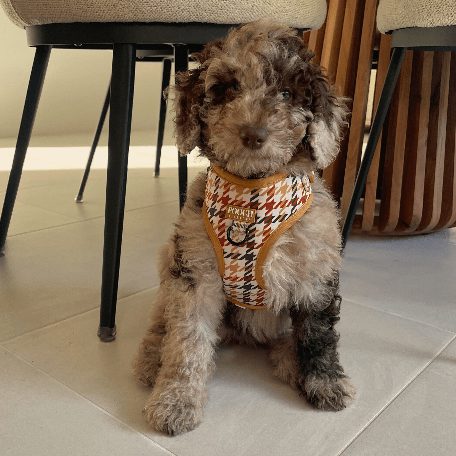 Houndstooth - Beau Adjustable Dog Harness