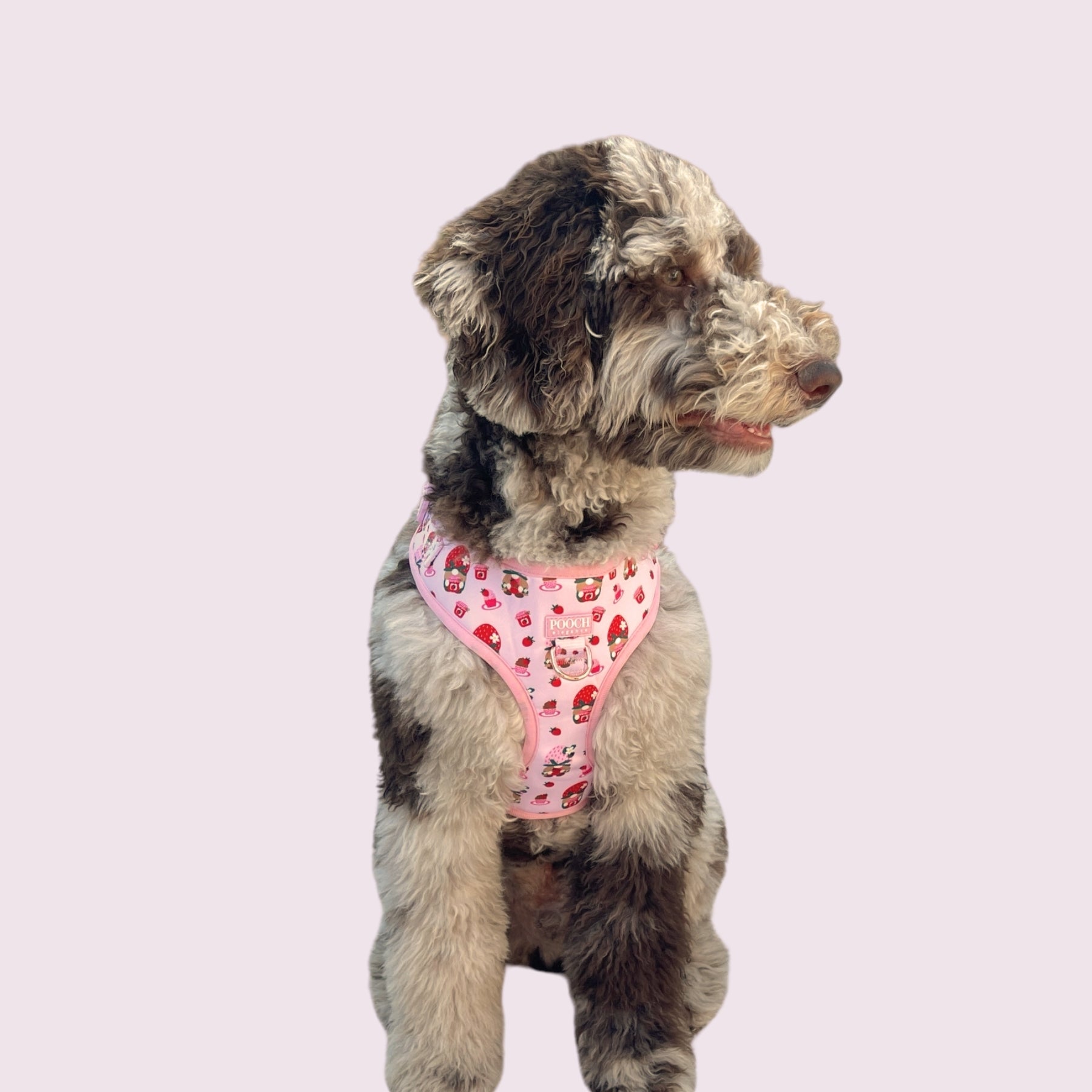 Sweetberry Picnic Adjustable Dog Harness