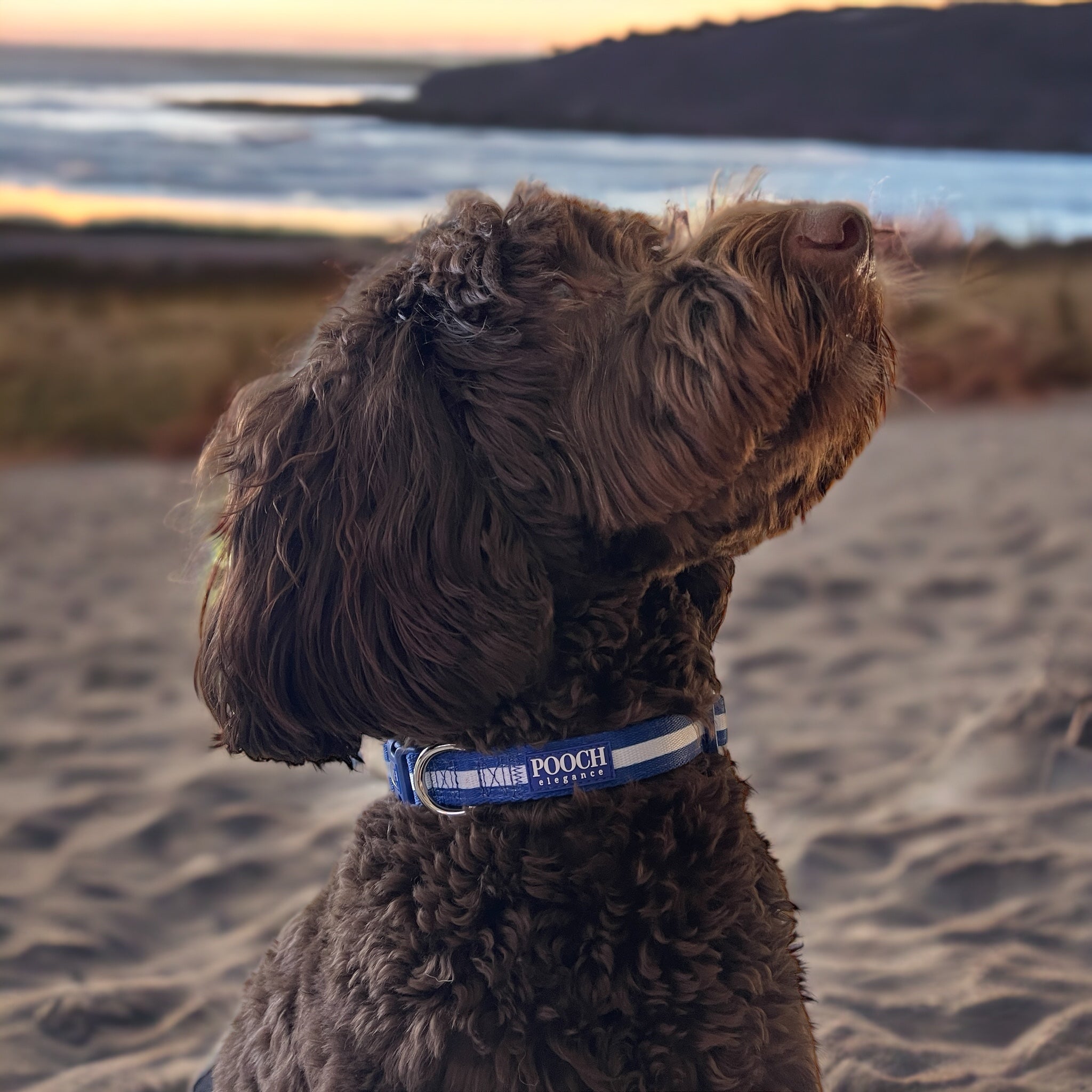 Carnival Stripe - Royal Blue Collar