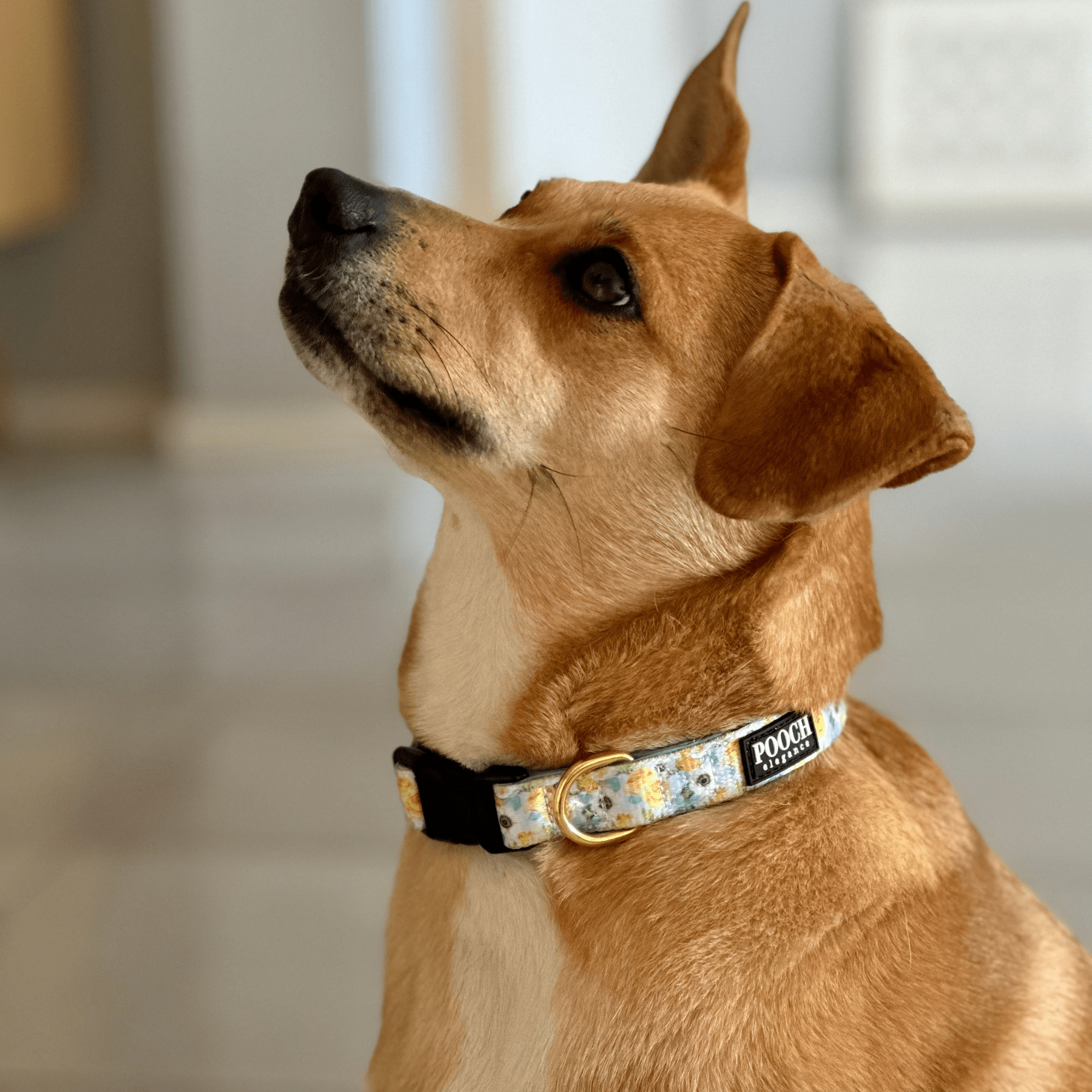 Spring Blooms Dog Collar