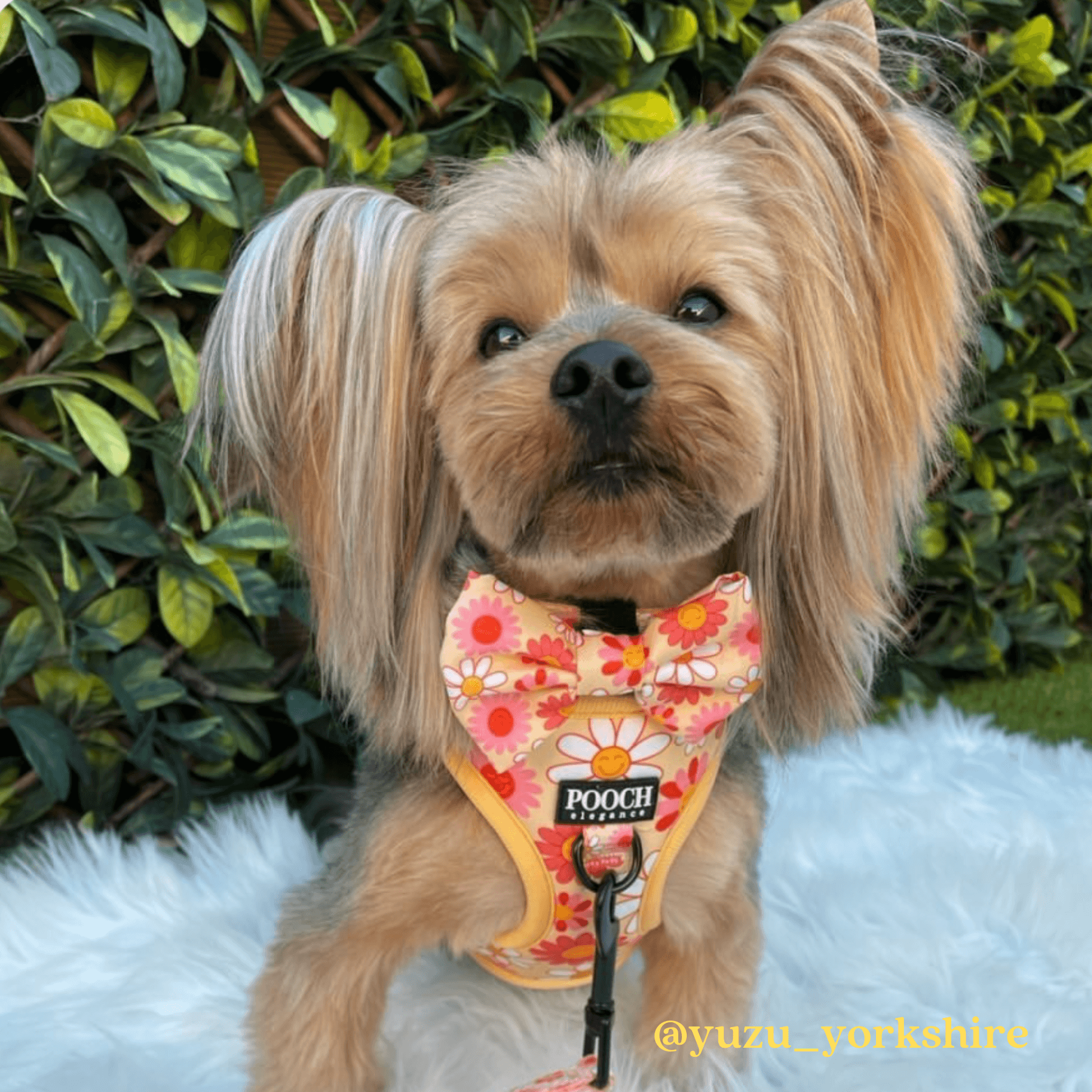 Little Bright Daisies Adjustable Dog Harness