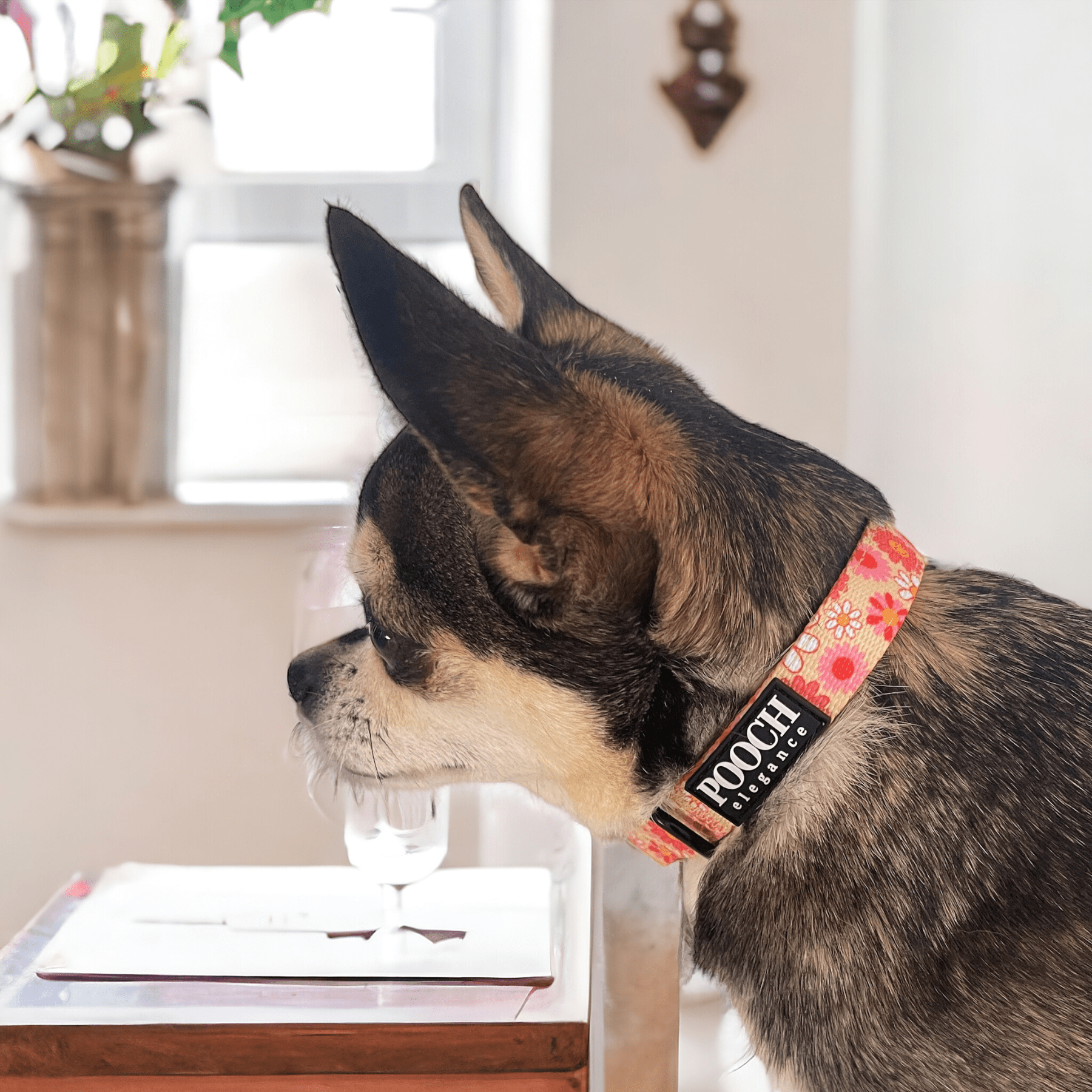 Little Bright Daisies Dog Collar