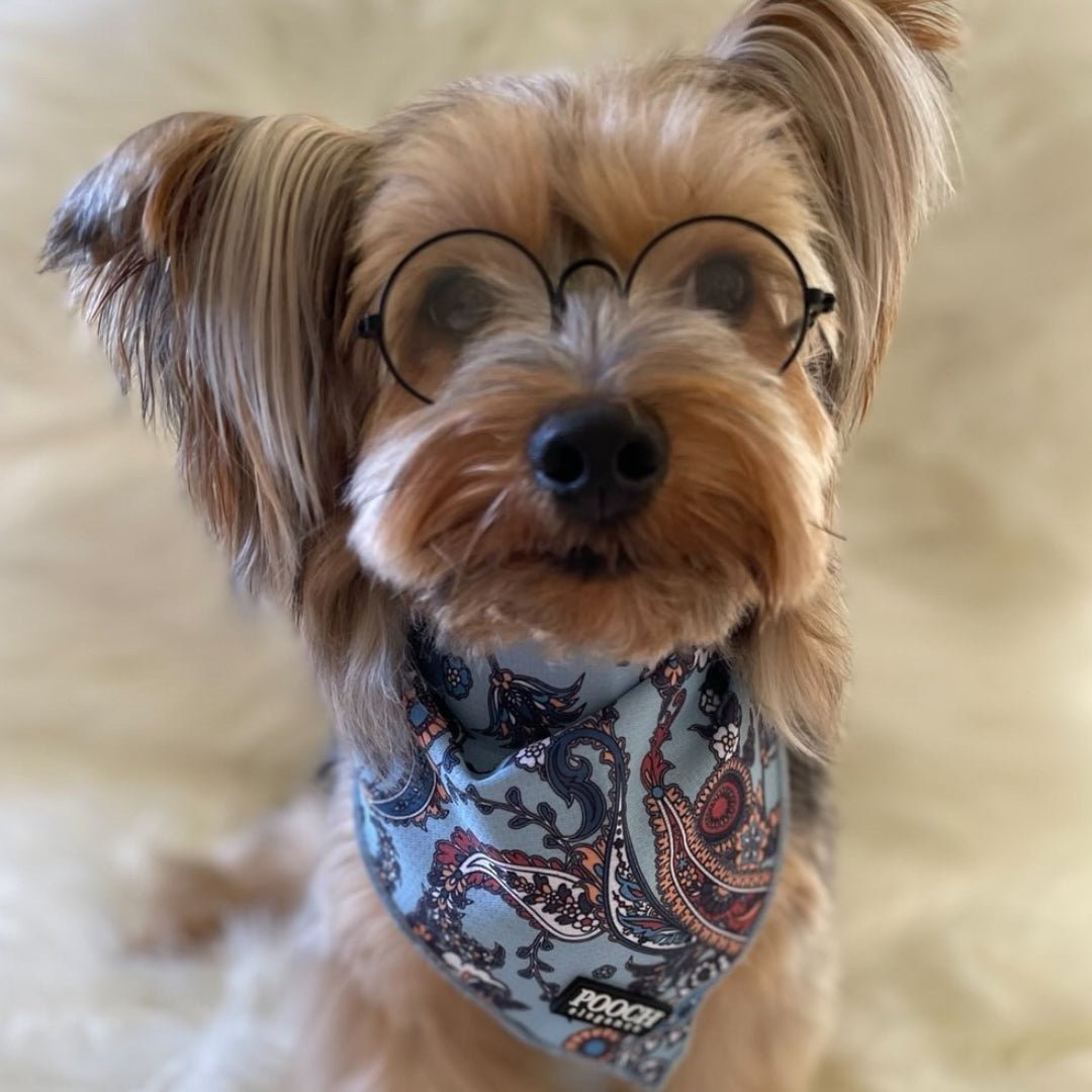 Paisley Blues Dog Bandana