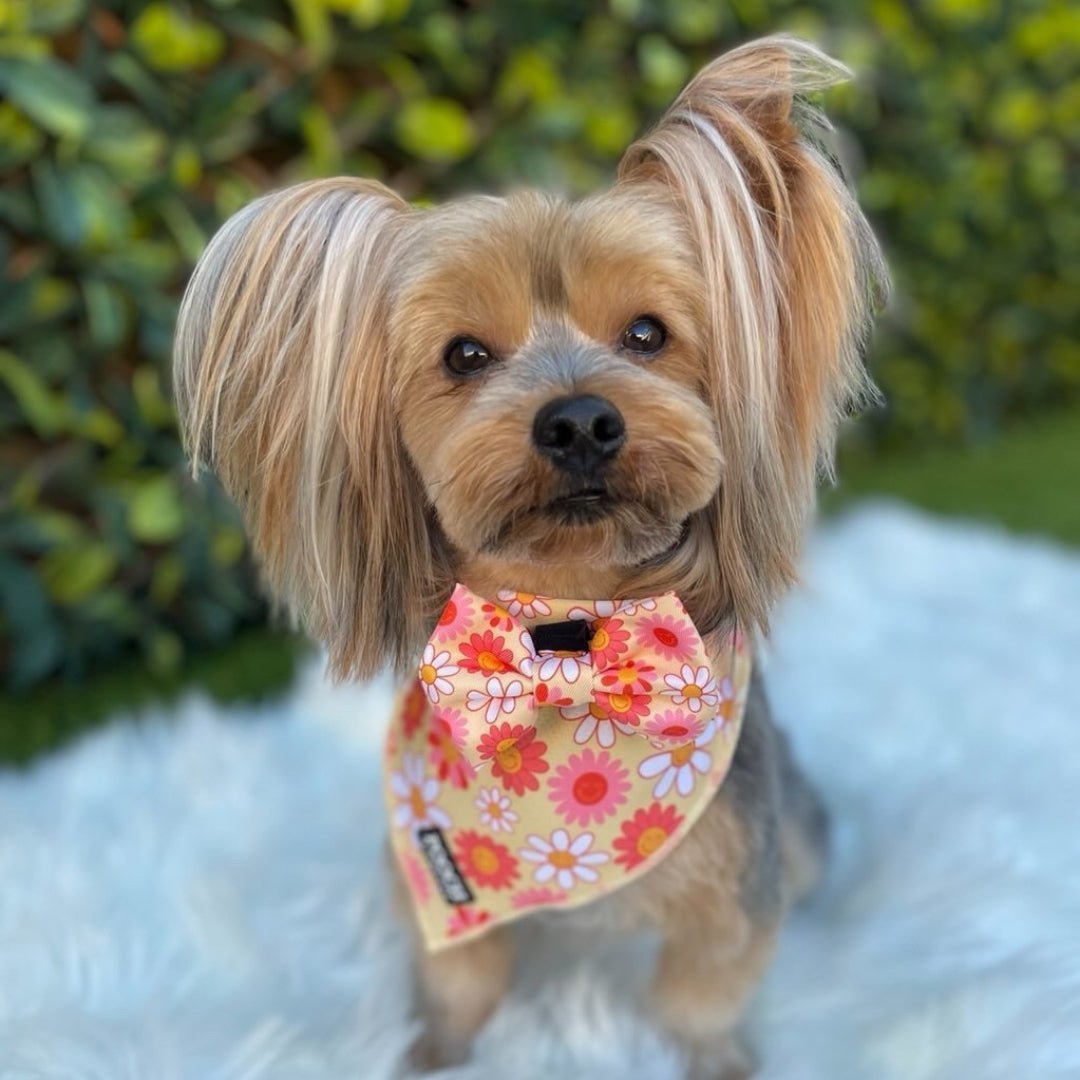 Little Bright Daisies Dog Bandana